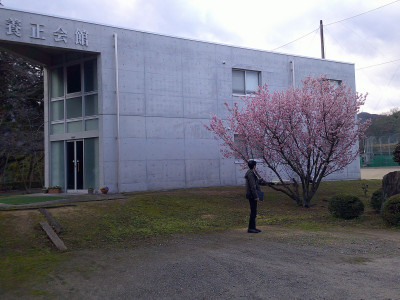 椿寒桜8