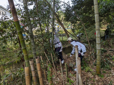 竹林整備4