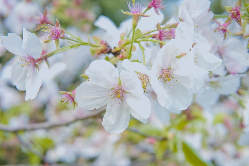 桃の花２