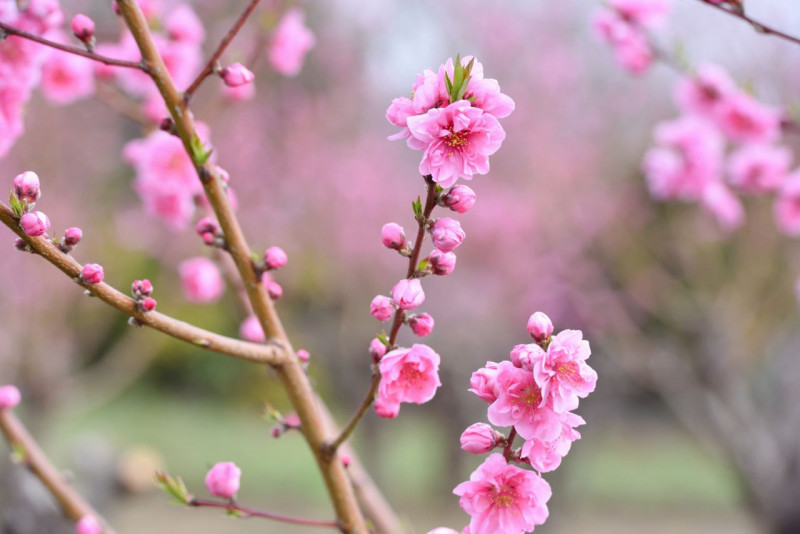 桃の花１