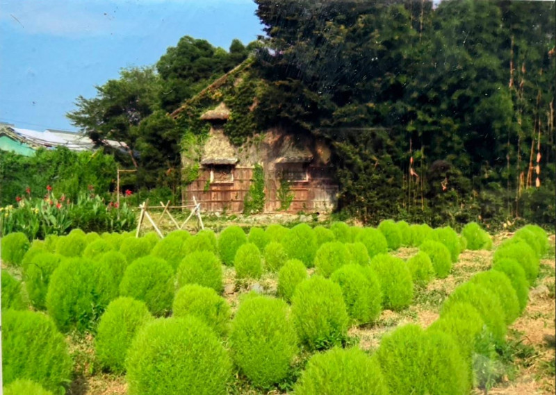 kokia1