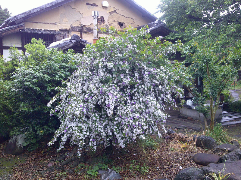 コキア移植３