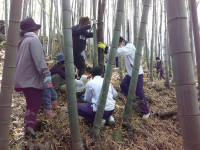 若竹収穫大会３