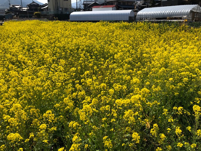 菜の花