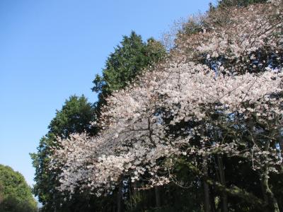 桜１