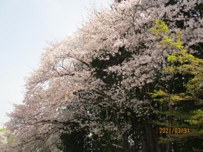 桜１